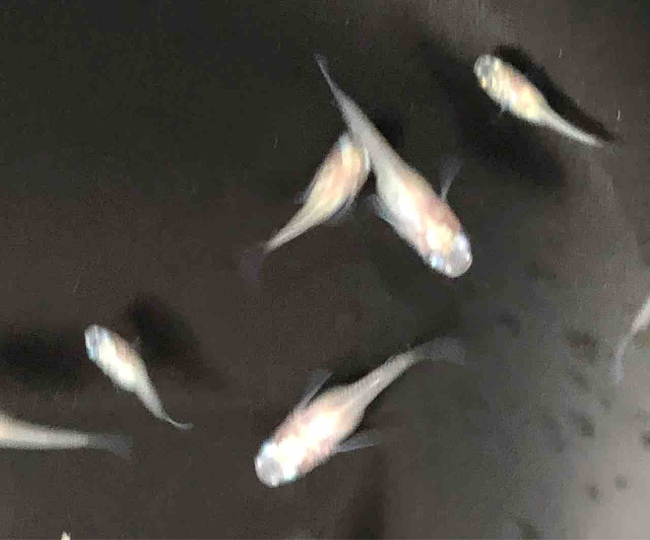 ダルマ