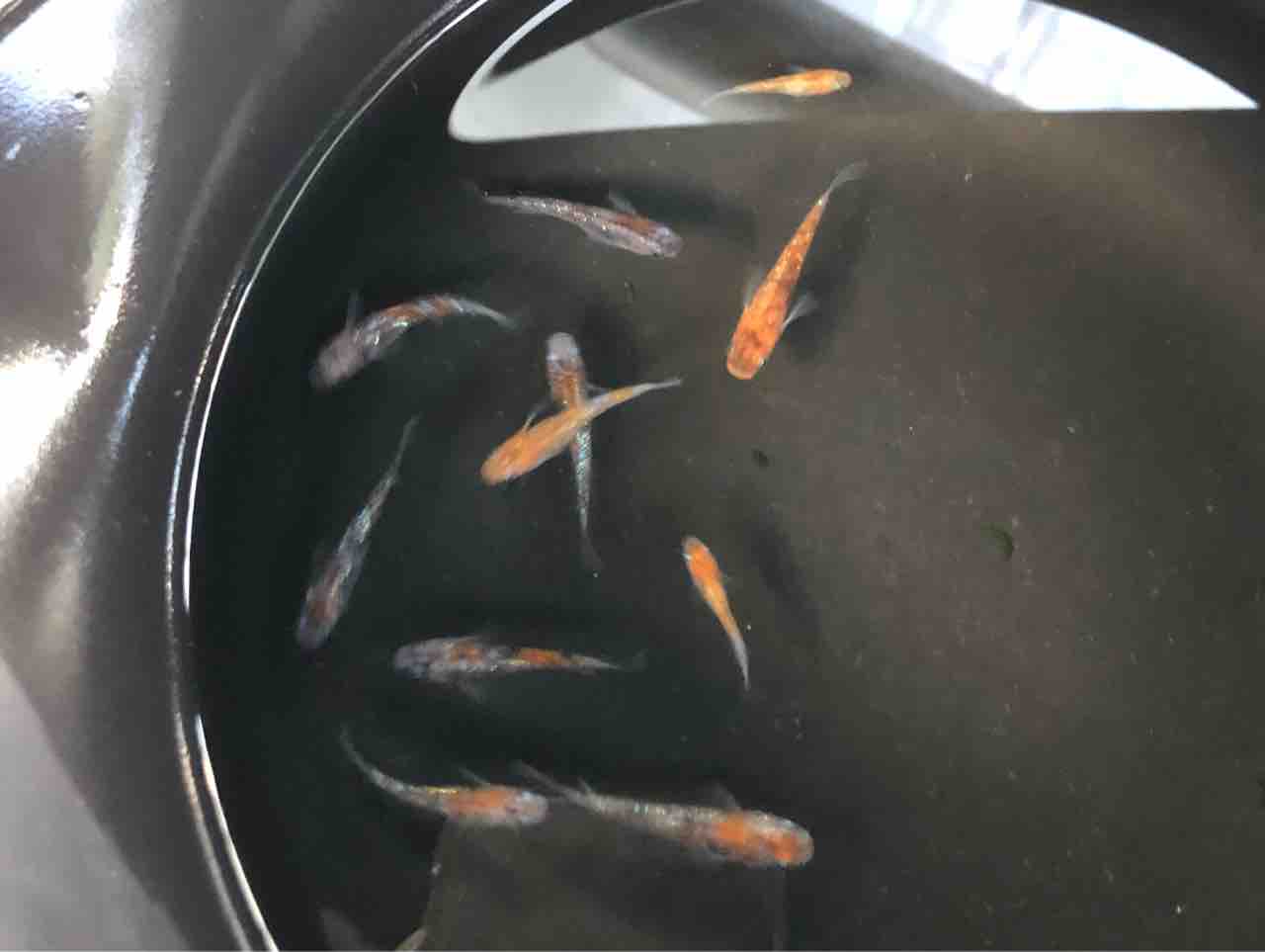 川潤めだか 個体 MLサイズ 【川潤紅白ラメ】♀3♂1 計4匹 メダカ (A-124) 新作，新作登場 059☆川潤めだか 極上 黒ラメ３ペア（♀3♂