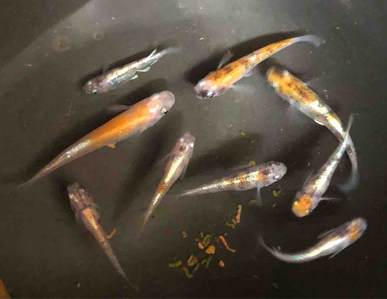 3 紅玉 めだかライフ 3 紅玉 めだかライフ