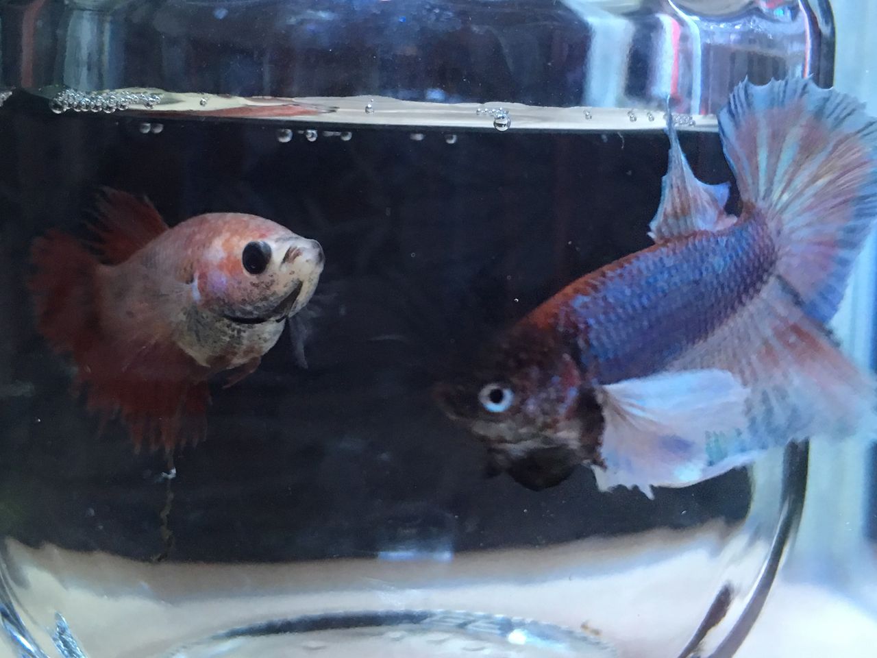 ベタのお見合い 趣味を愉しむ