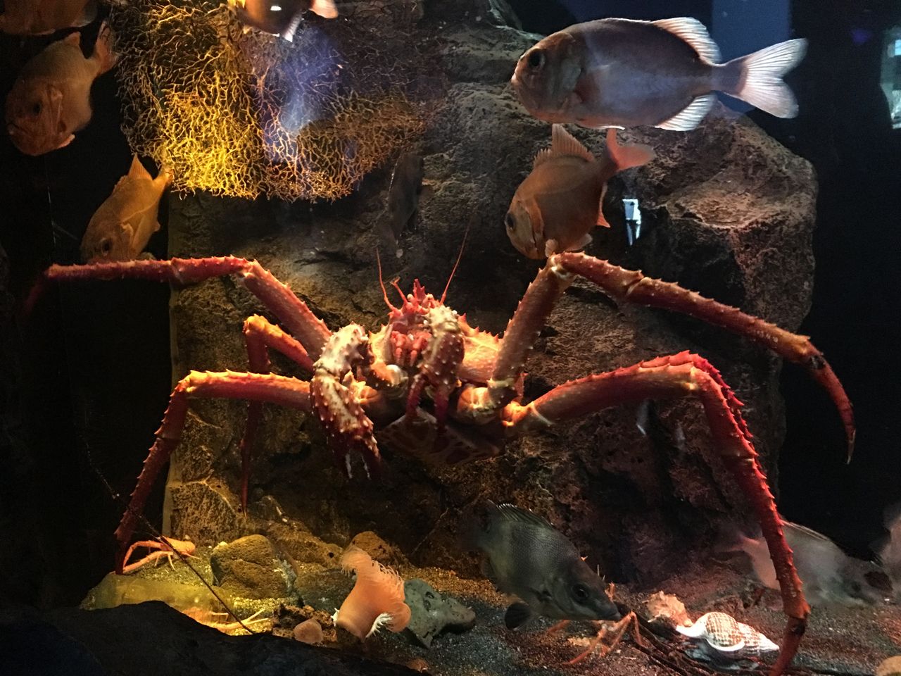 沼津港深海水族館 趣味を愉しむ 沼津港深海水族館 趣味を愉しむ