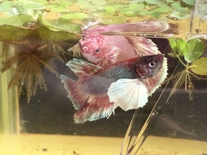 ベタの繁殖4 ミント編