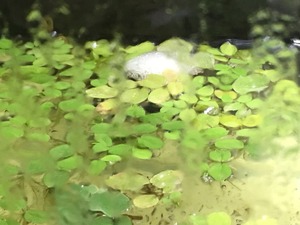 ベタの繁殖3 ミント編