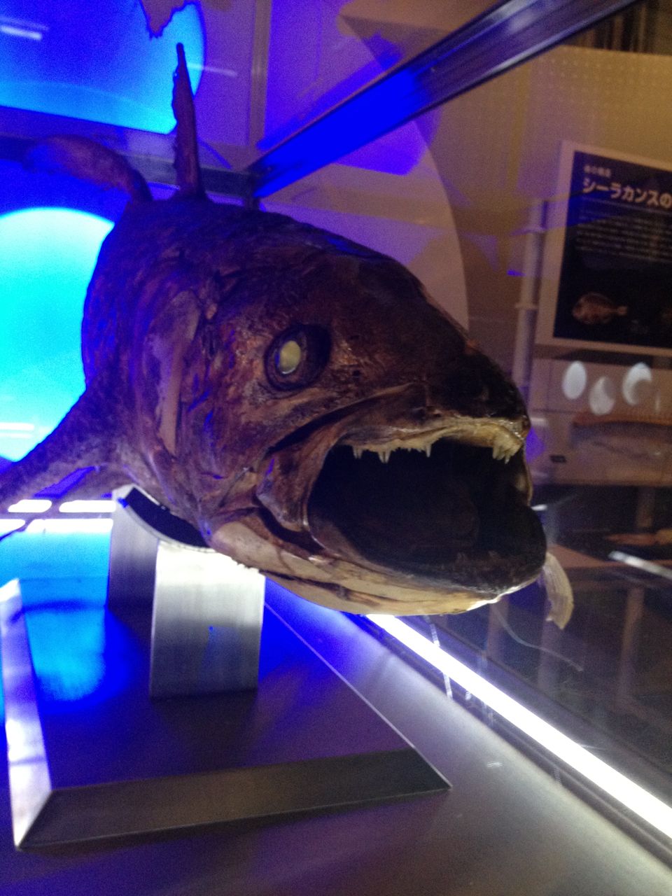 デンと呼ばれる深海魚 ｐ Ukiukihanasu