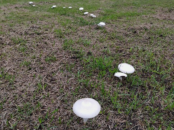 公園の白い木の子 空白つれづれ草