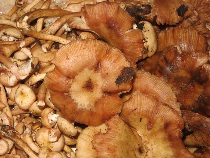 サモダシ 空白つれづれ草