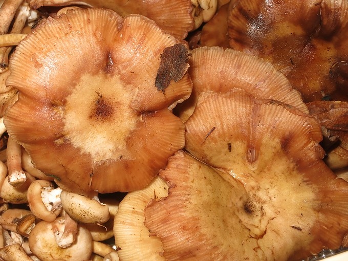 サモダシ 空白つれづれ草