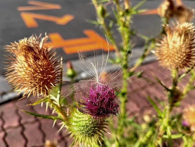 ケサランパサラン 空白つれづれ草 ケサランパサラン 空白つれづれ草