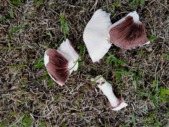 公園の白い木の子 空白つれづれ草 公園の白い木の子 空白つれづれ草