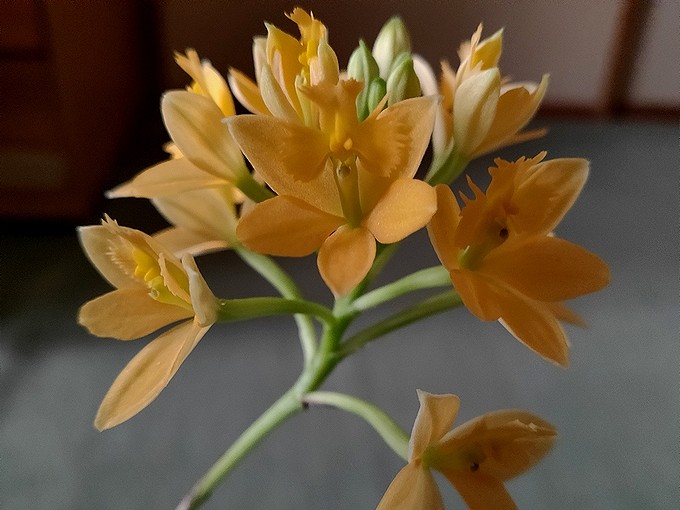 春の陽光と蘭の花 エピデンドラム 空白つれづれ草