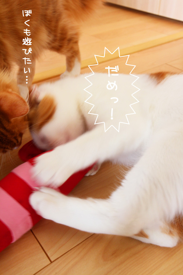2匹のえび争奪戦2