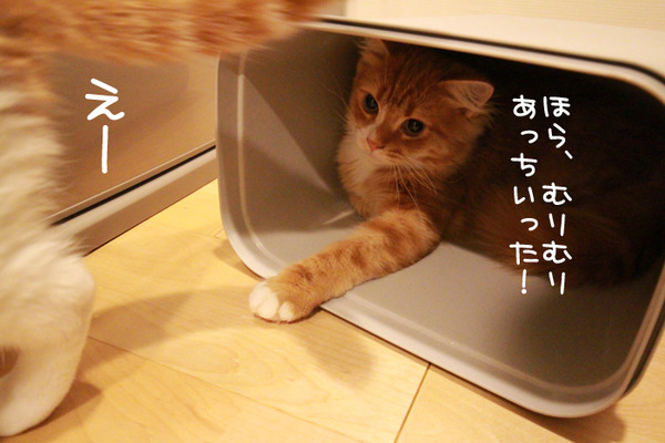 ゴミ箱で遊ぶ猫たち27