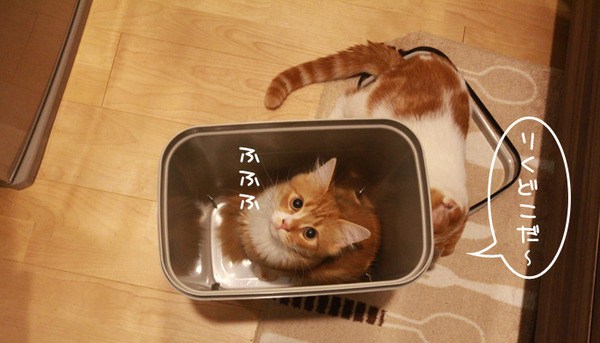 ゴミ箱で遊ぶ猫たち2