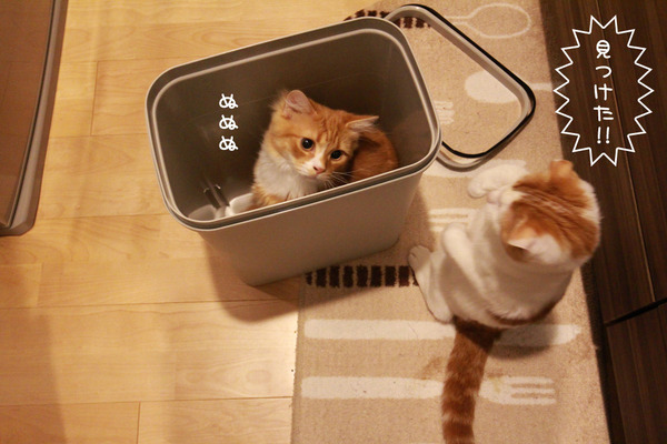 ゴミ箱で遊ぶ猫たち6