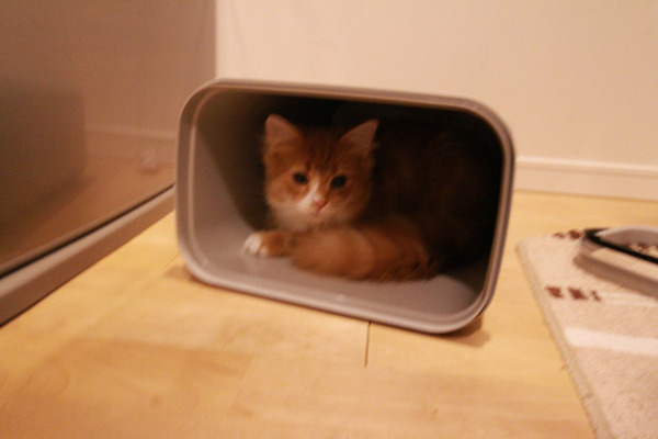 ゴミ箱で遊ぶ猫たち23