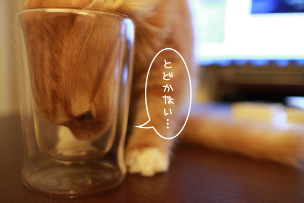 りくちゃんのベストショット1