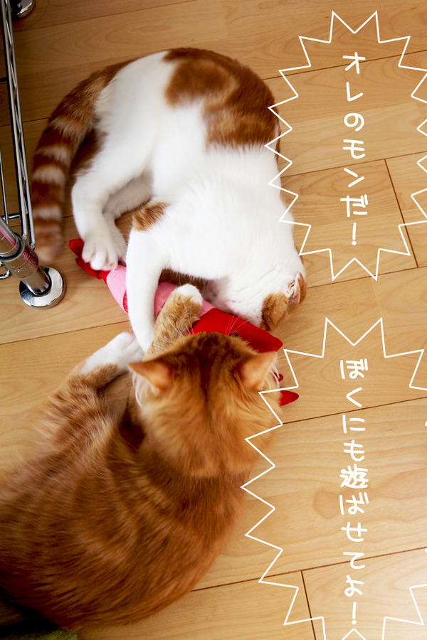 2匹のえび争奪戦9