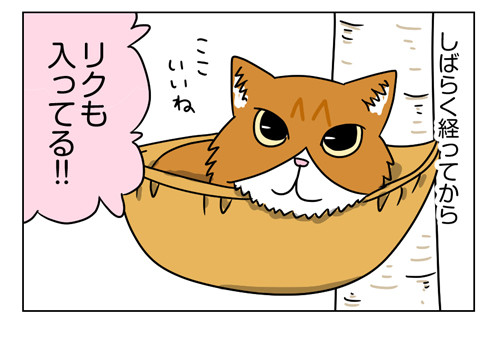 2018年わが家で買って良かったモノ第1位はこの猫用品1_04