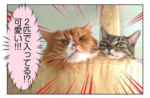 2018年わが家で買って良かったモノ第1位はこの猫用品2_02