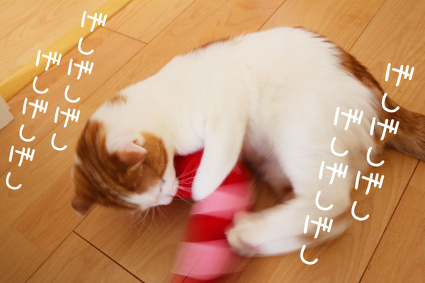 2匹のえび争奪戦3