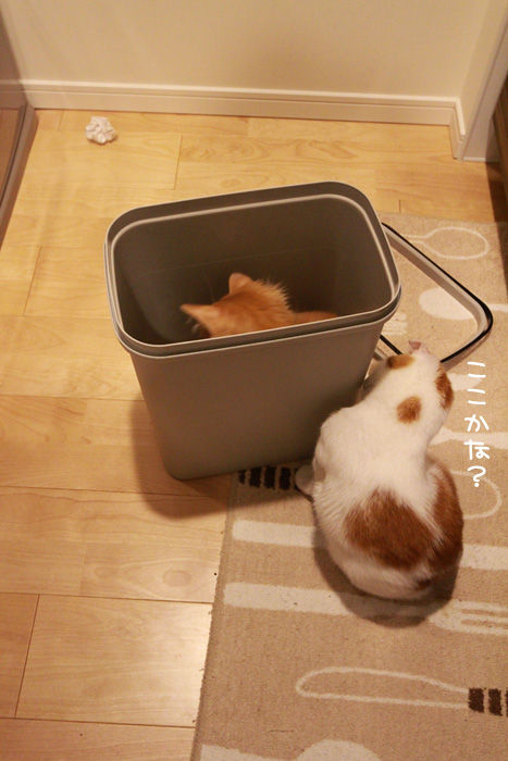 ゴミ箱で遊ぶ猫たち5