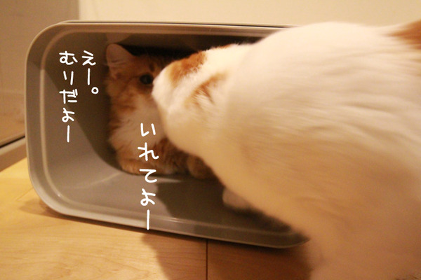ゴミ箱で遊ぶ猫たち26
