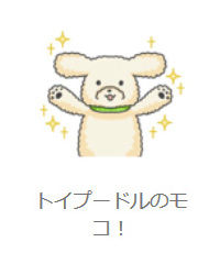 トイプードルのモコ!