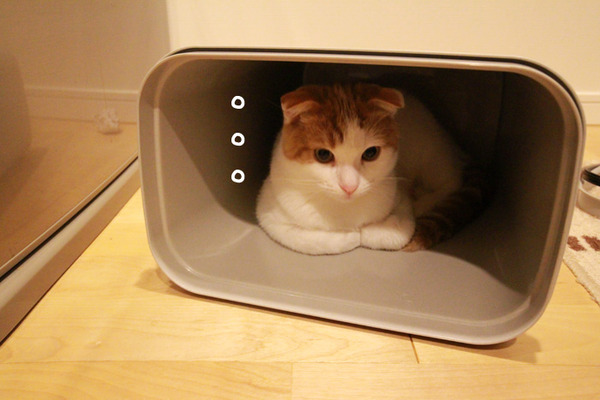 ゴミ箱で遊ぶ猫たち21