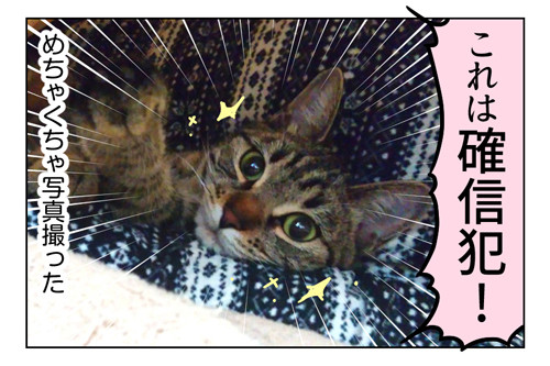 小悪魔猫ハル_2_02