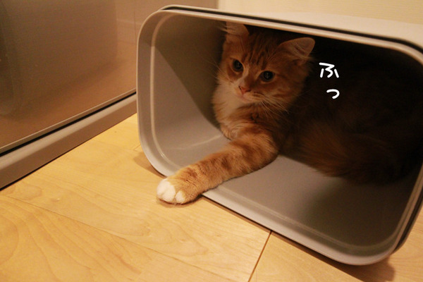 ゴミ箱で遊ぶ猫たち28