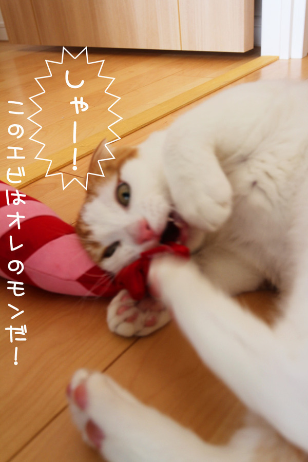 2匹のえび争奪戦1