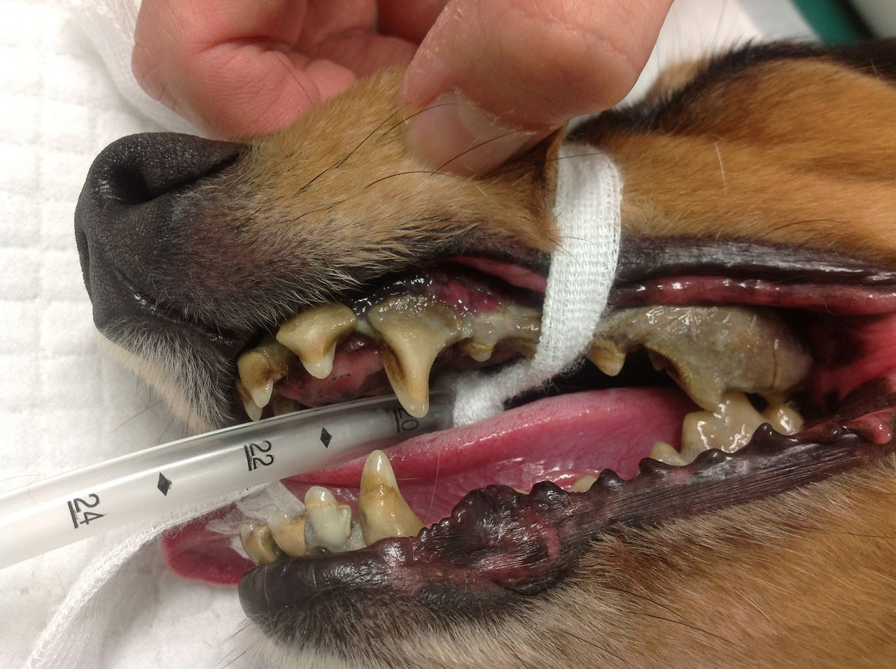 モーテル 対 減らす 犬 歯石 黒い Tallbacken Org モーテル 対 減らす 犬 歯石 黒い Tallbacken Org