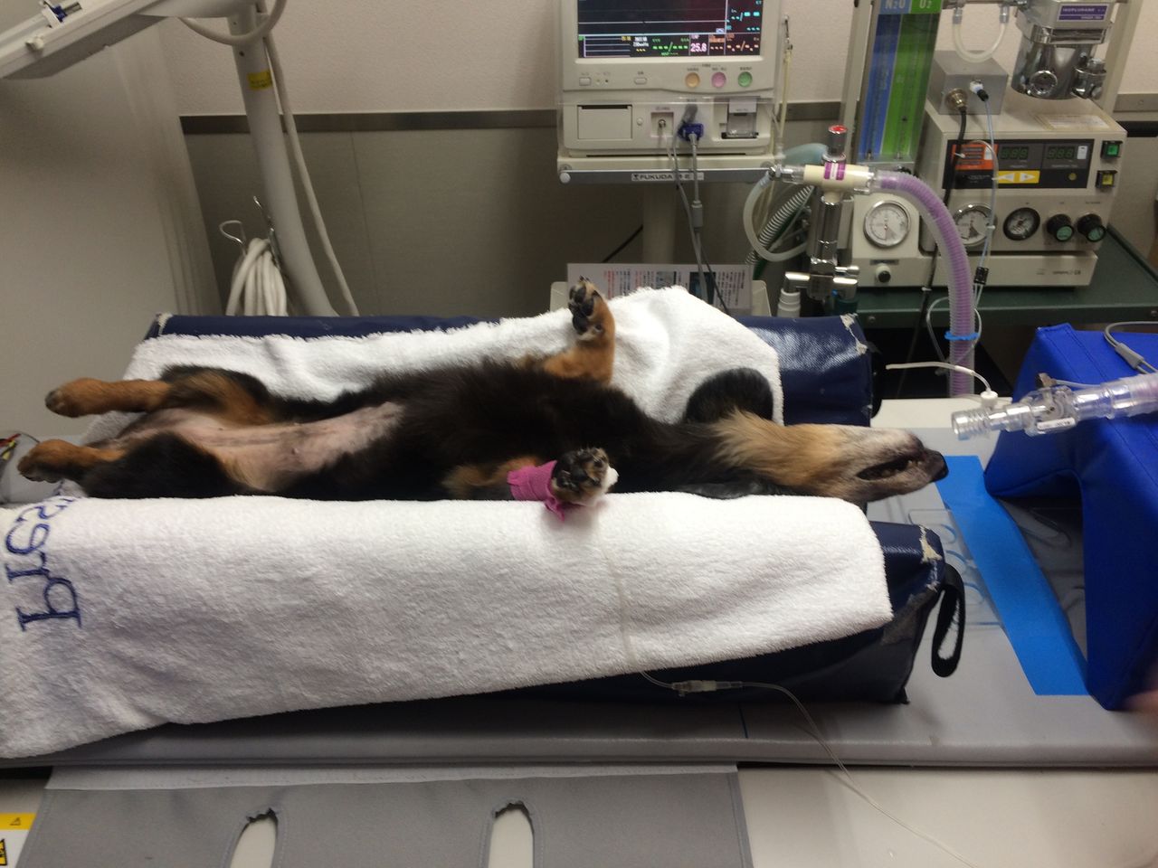 小豆ちゃん 虹の橋へ 右京動物病院ブログ