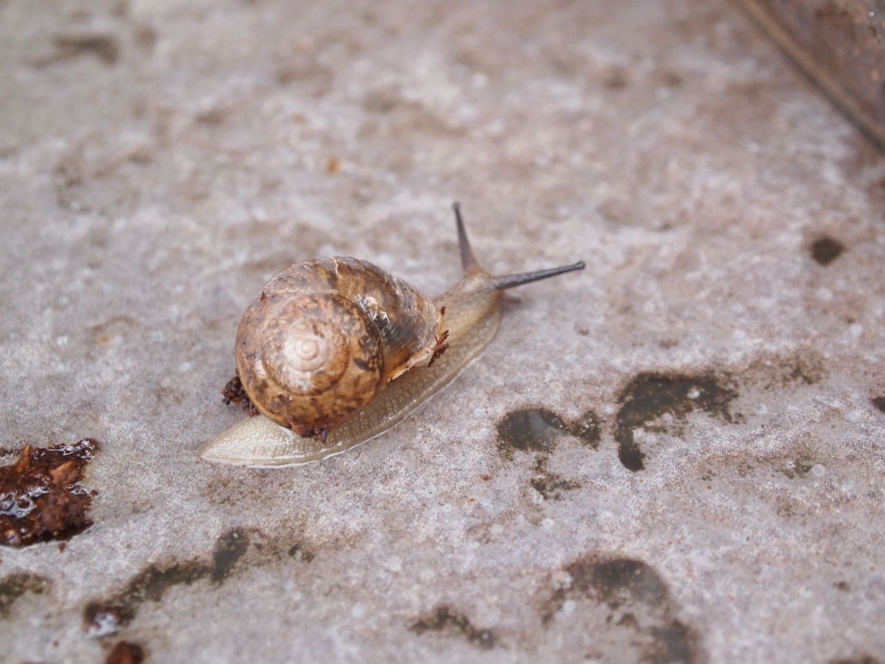 ちょけてる博士 右京動物病院ブログ