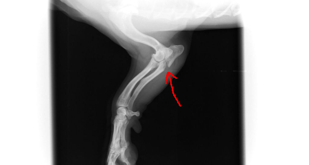 恐ろしや 交通事故 右京動物病院ブログ
