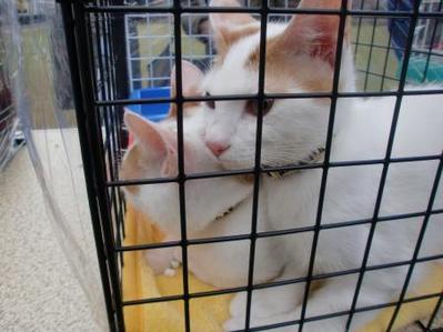 坂口さんのねこ2