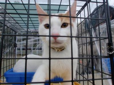 坂口さんのねこ