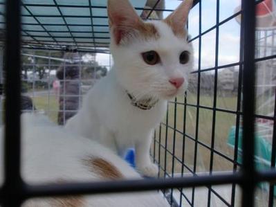 坂口さんのねこ3