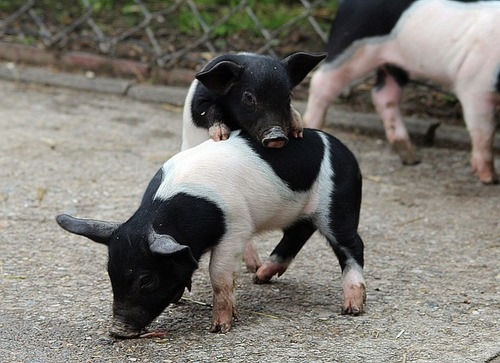 german-saddle-pigs-685667_640