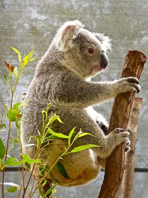 koala-1475252_640