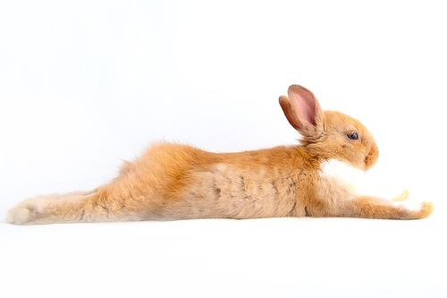 rabbit-1080539_640