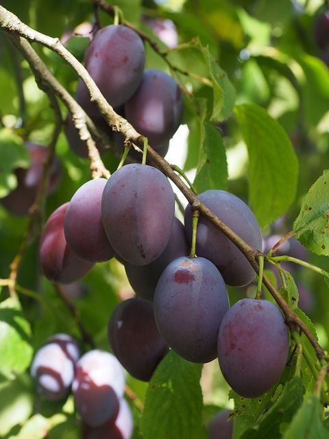 plums-693537_640