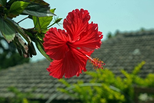 hibiscus-787030_640