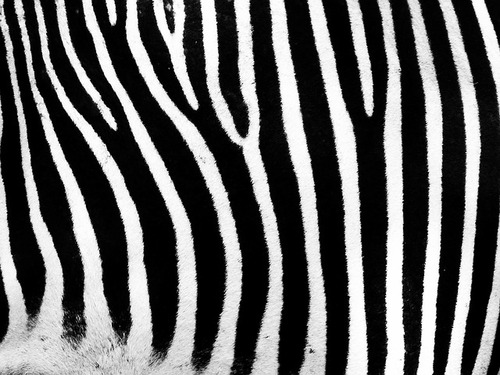 zebra-520266_640