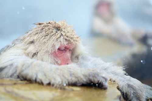 monkey-945483_640