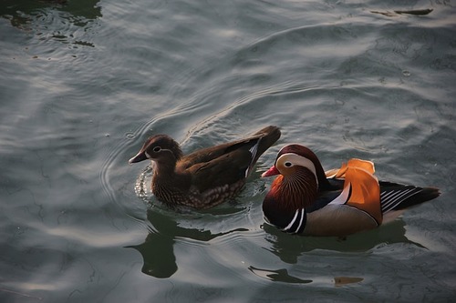 mandarin-duck-416290_640