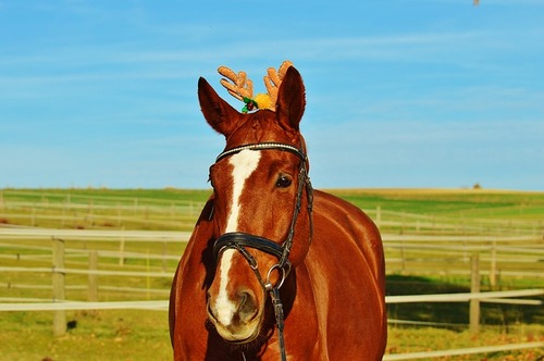 horse-1036129_640