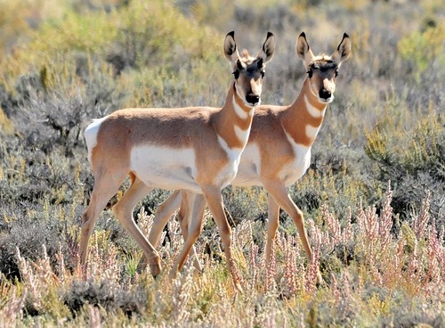 pronghorn-934553_640