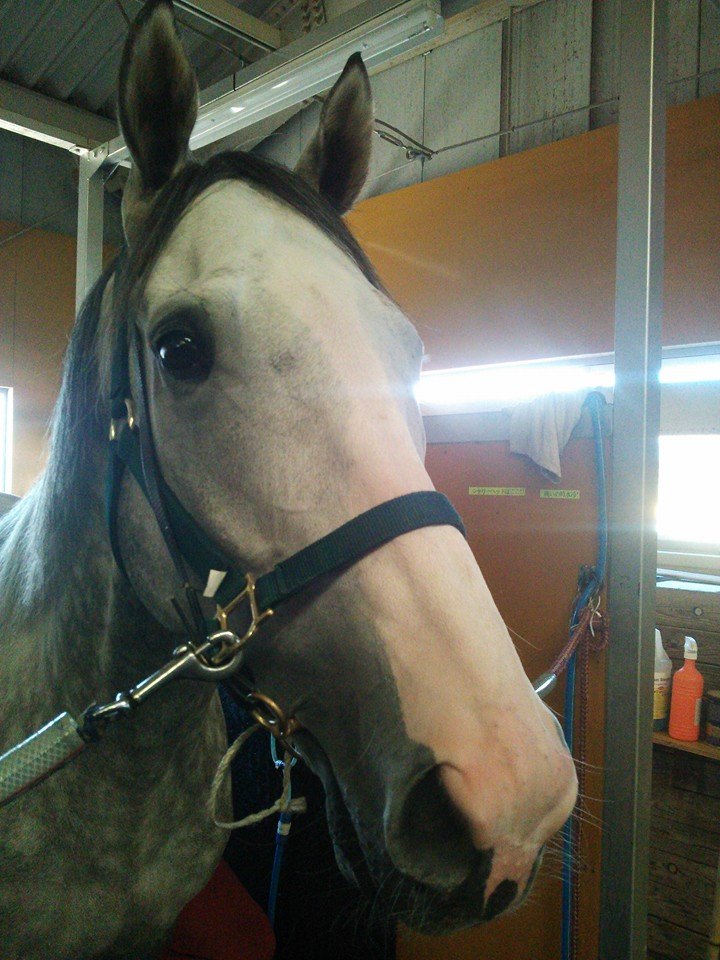 画像多数 ゴールドシップの可愛さを再確認するスレ 競馬ちゃんねる 画像多数 ゴールドシップの可愛さを再確認するスレ 競馬ちゃんねる