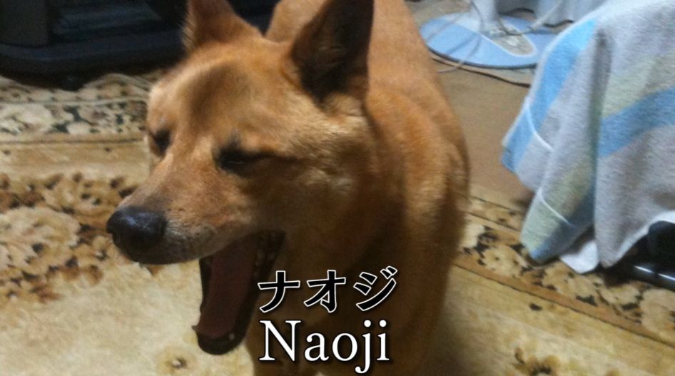 70以上 直司 犬 直司 犬 Okepict0ezc 70以上 直司 犬 直司 犬 Okepict0ezc
